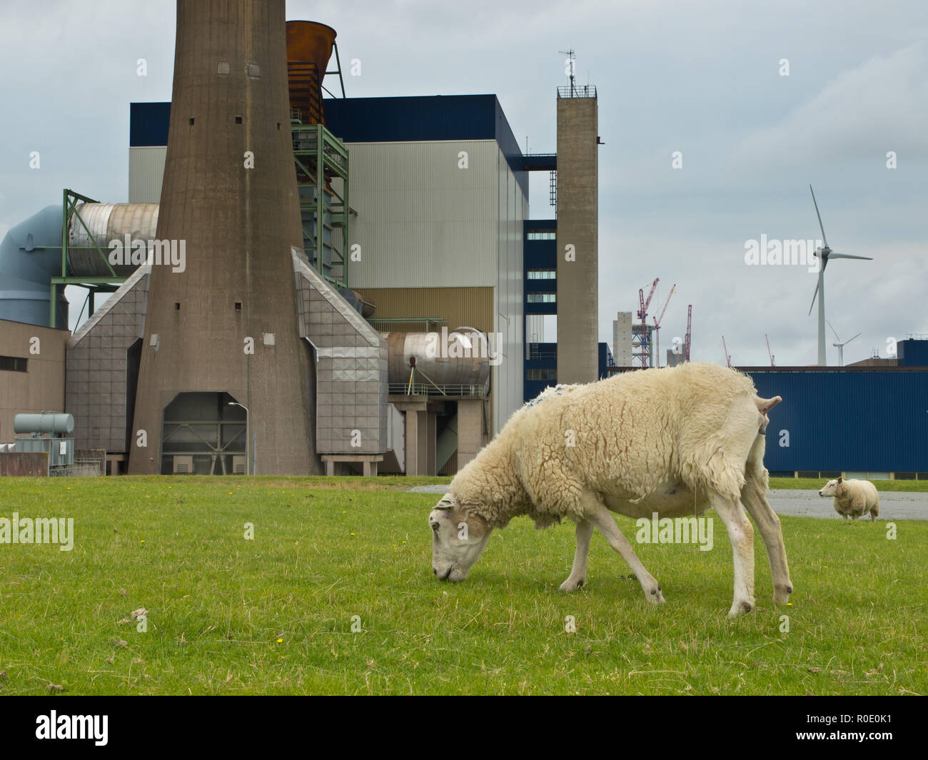 Moutons en face d'une usine industrielle Banque D'Images