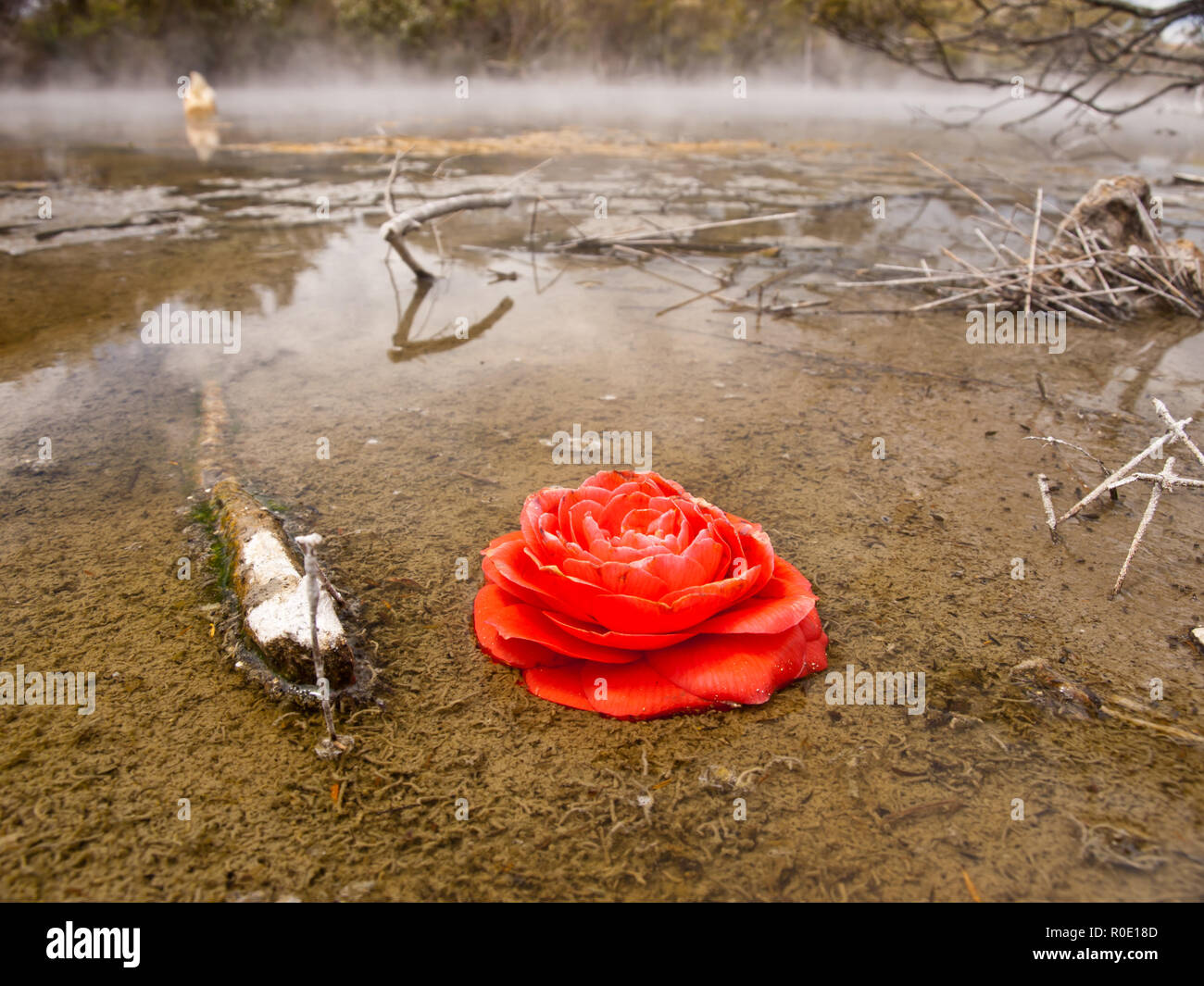 Image abstraite d'une fleur rose dans une piscine géothermique en Nouvelle Zélande Banque D'Images Image abstraite d'une fleur rose dans une piscine géothermique en Nouvelle Zélande Banque D'Images