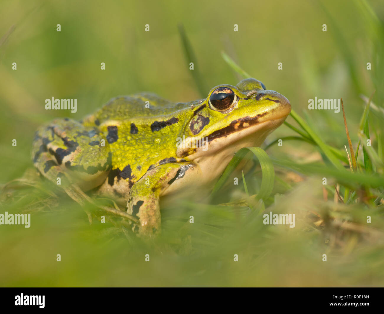 Een Poelkikker de kleine groene kikker tussen damp uitwasemend gras Banque D'Images