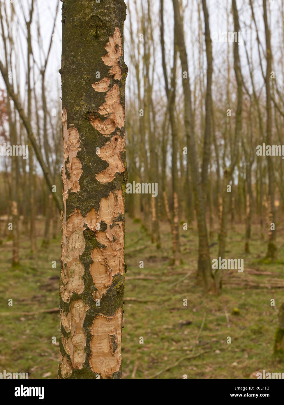 Wilde dieren overleven de winter in de Oostvaardersplassen door de schors van de bomen te eten Banque D'Images