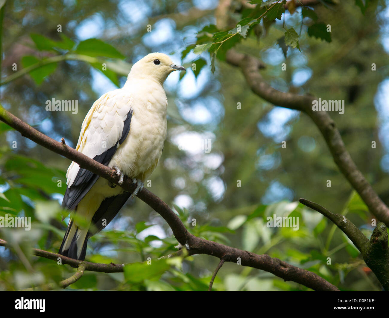 Le pigeon impérial à pointe d'argent (Ducula luctuosa), également connu sous le nom de White-tipped Imperial-pigeon, est un nombre relativement important d'oiseau de la colonne Banque D'Images