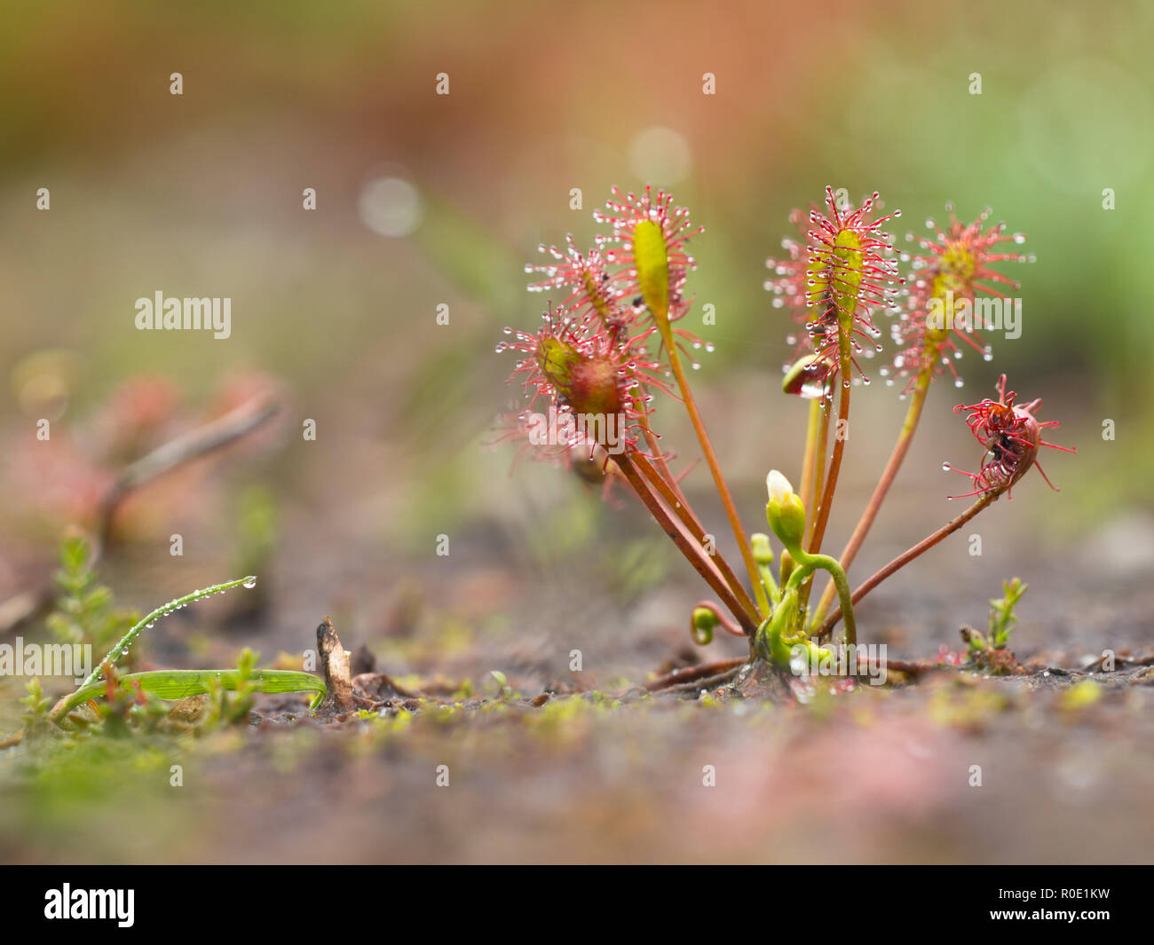 Oblong-leaved Sundew (Drosera intermedia) croissant dans une tourbière naturelle Banque D'Images