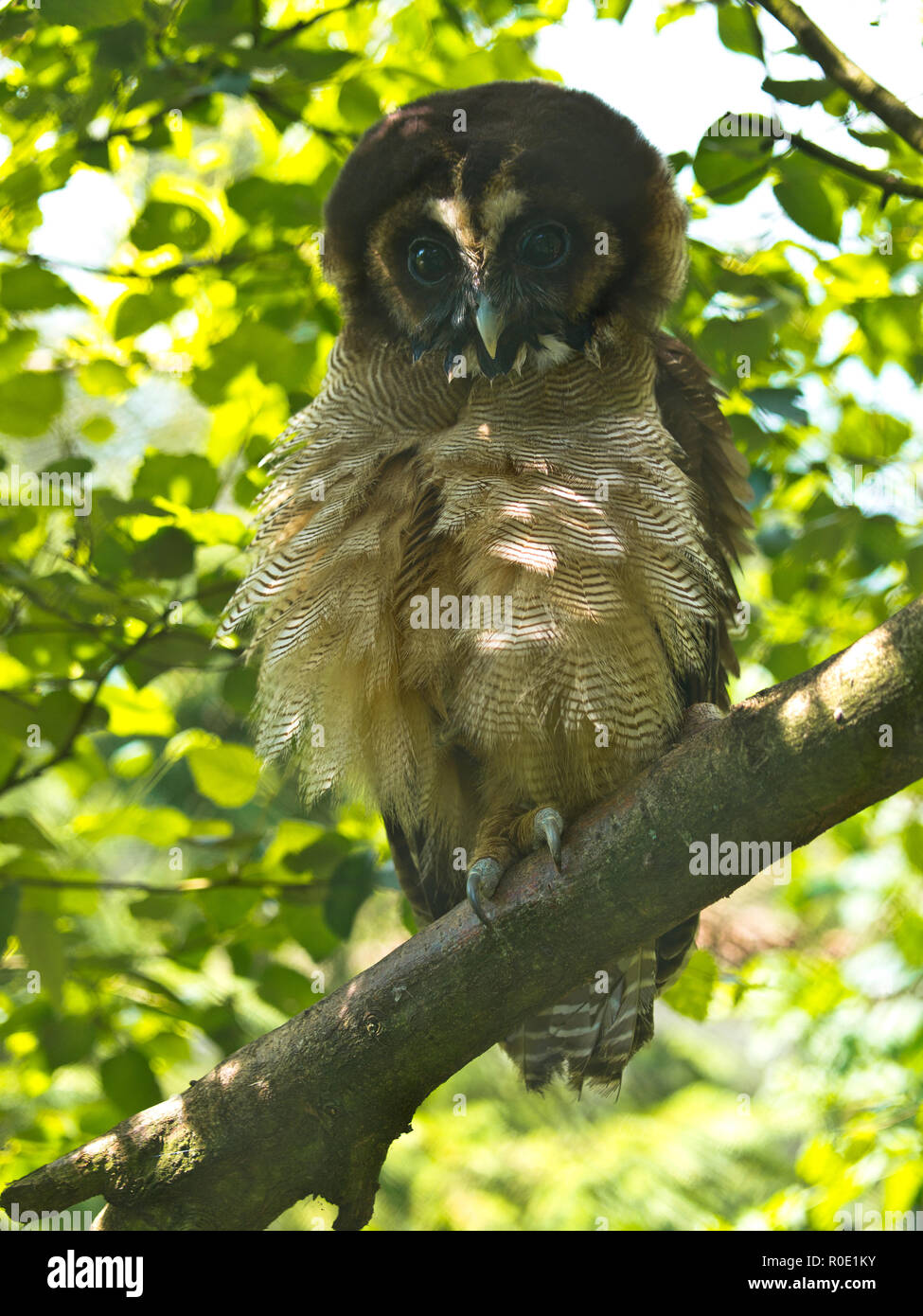 Le Brown Owl Strix leptogrammica (bois), est un hibou qui est un résident en Asie du sud Banque D'Images