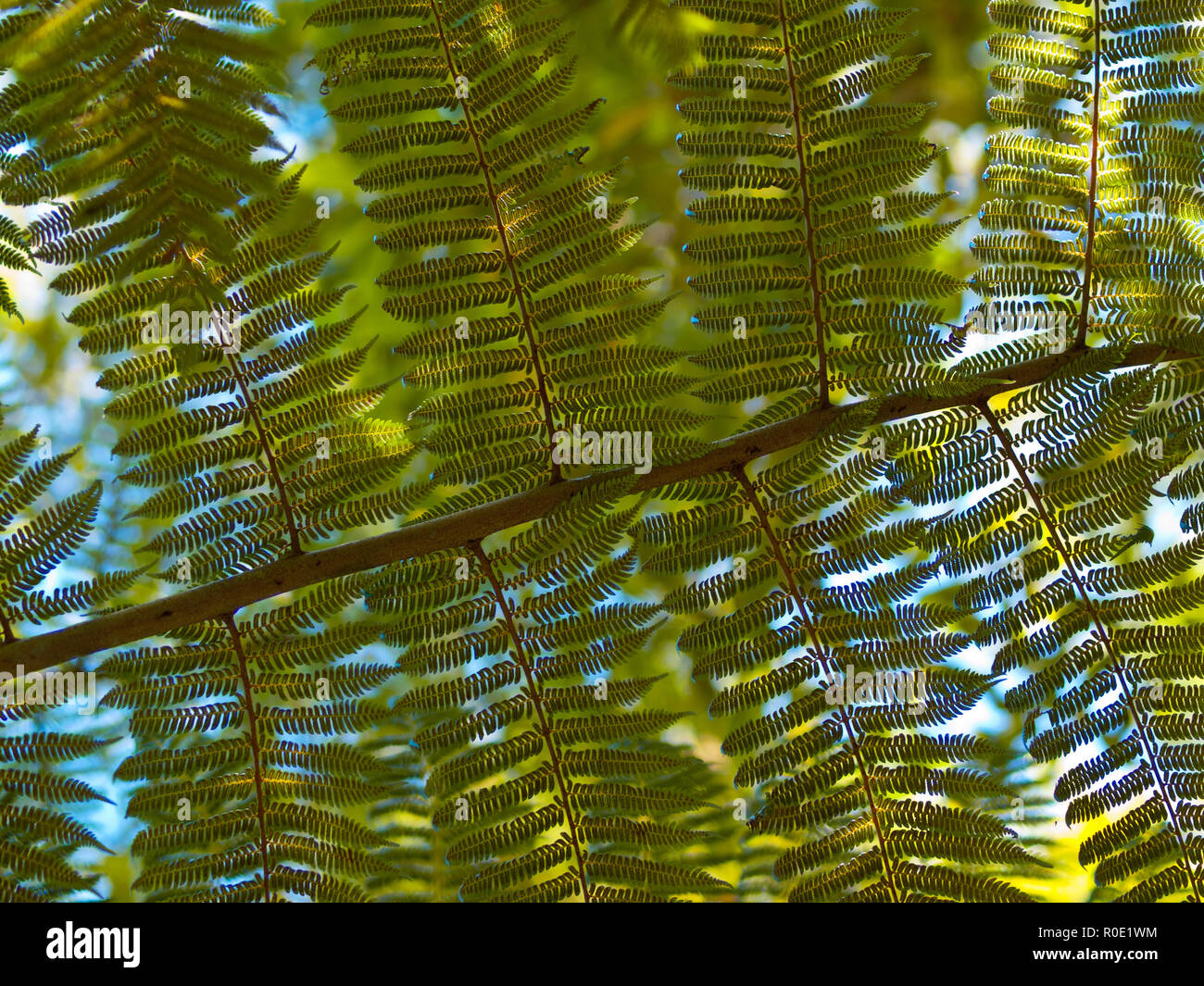 Face inférieure d'une feuille de fougère arborescente against a blue sky Banque D'Images