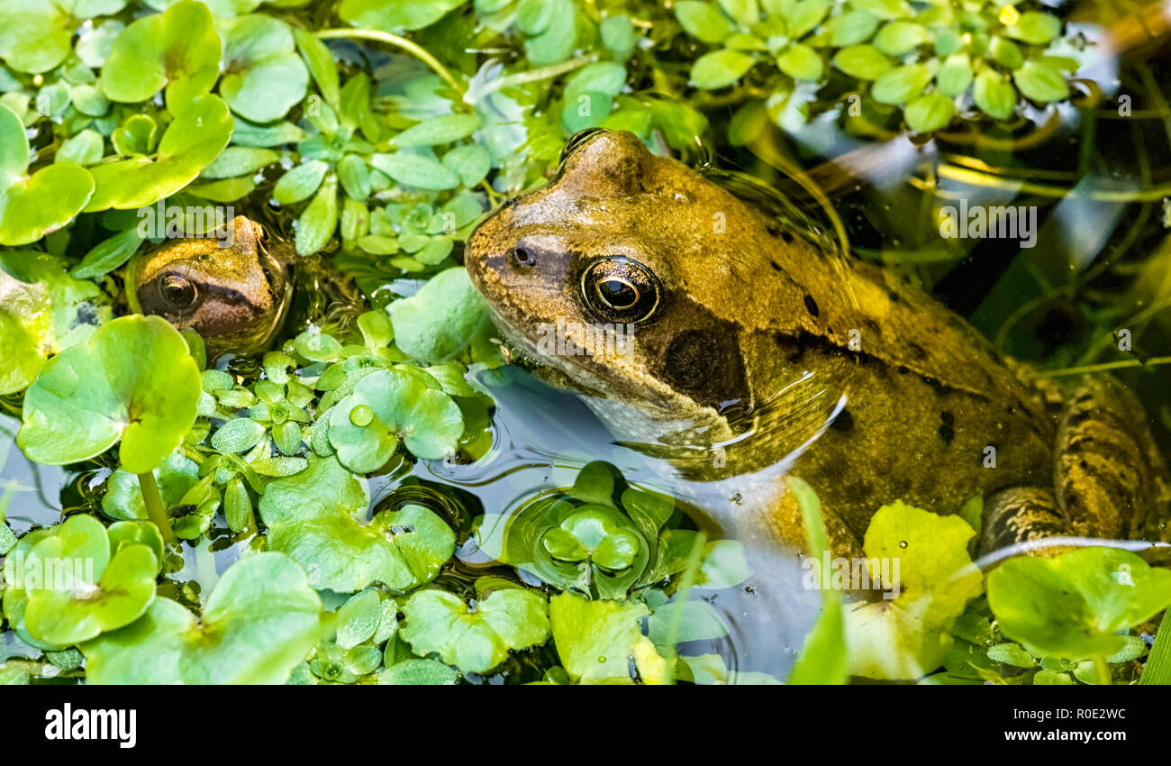 Une grenouille rousse (Rana temporaria) et l'hydrocharide grenouillette grenouillette entouré de mauvaises herbes de l'étang dans un étang de jardin. UK Banque D'Images