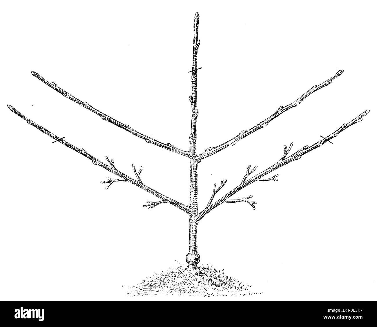 Fruits : Construction d'un treillis avec palmettes deux étages, anonym 1911 Banque D'Images