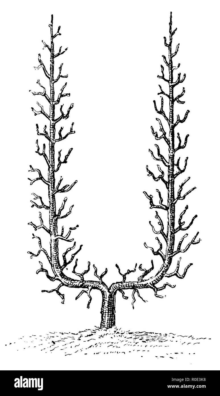Treille fruit : U-forme, anonym 1911 Banque D'Images