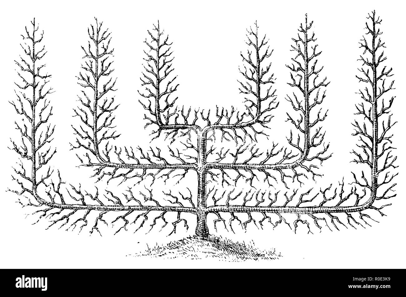 Fruits : Palmette Verrier treillis avec deux étages, anonym 1911 Banque D'Images