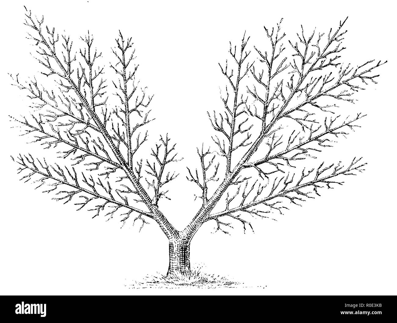 Fruit : treillis de support du ventilateur, anonym 1911 Banque D'Images