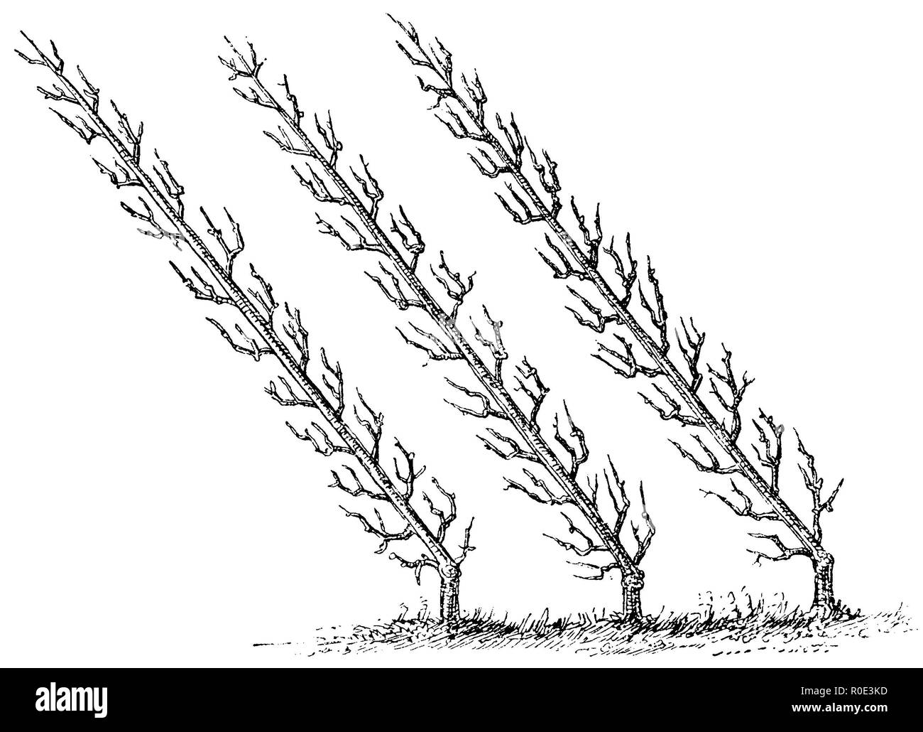 Fruit : treillis de cordon en pente, arbre anonym 1911 Banque D'Images