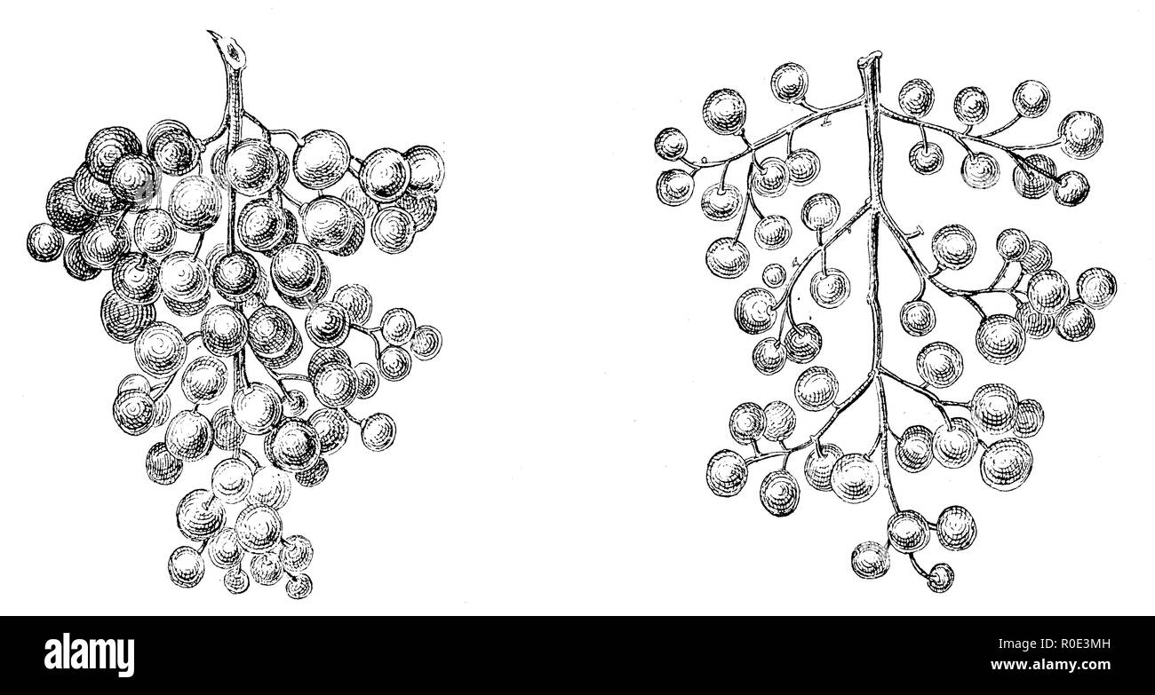 Raisin : gauche avant la fructification, à droite : raisins récoltés, anonym 1911 Banque D'Images