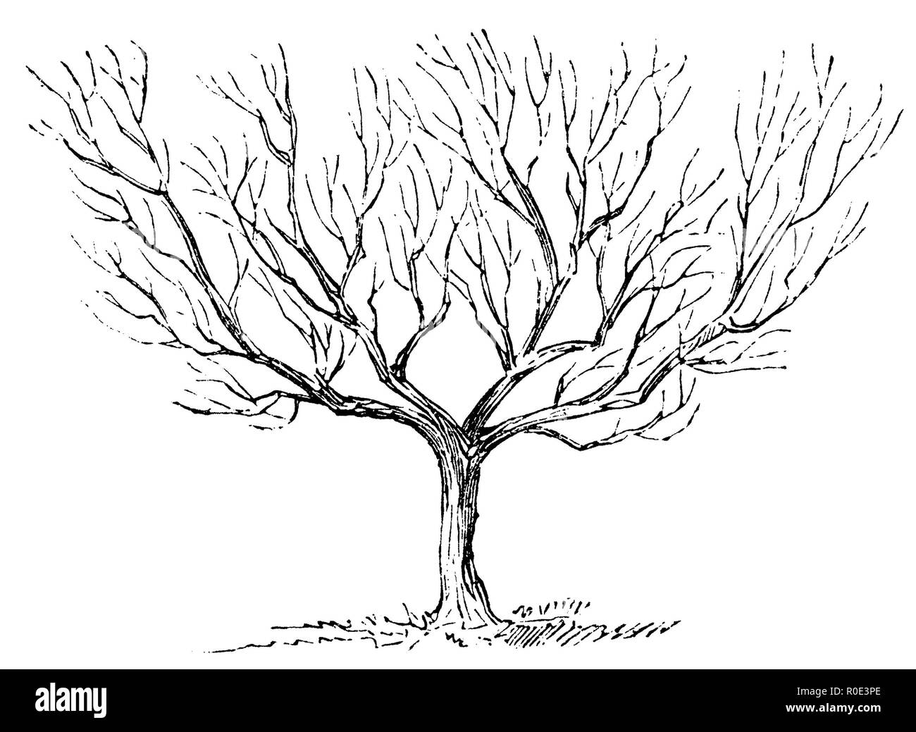 Arbre nain, 1877 Banque D'Images