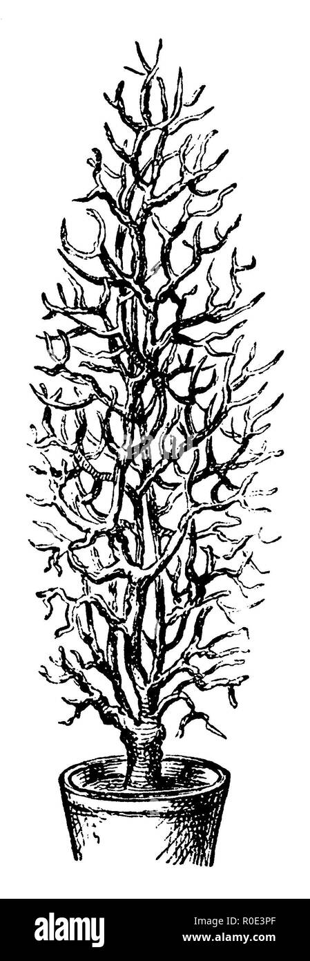Arbre fruitier Pot : l'une des formes que vous pouvez donner au pot arbre fruitier, 1877 Banque D'Images