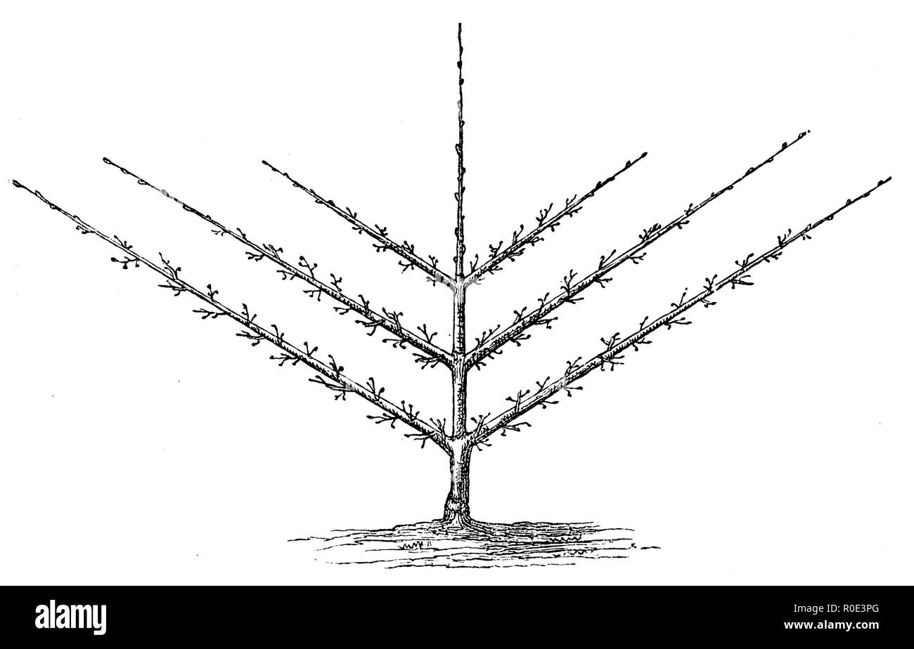 Palmette simple, 1877 Banque D'Images