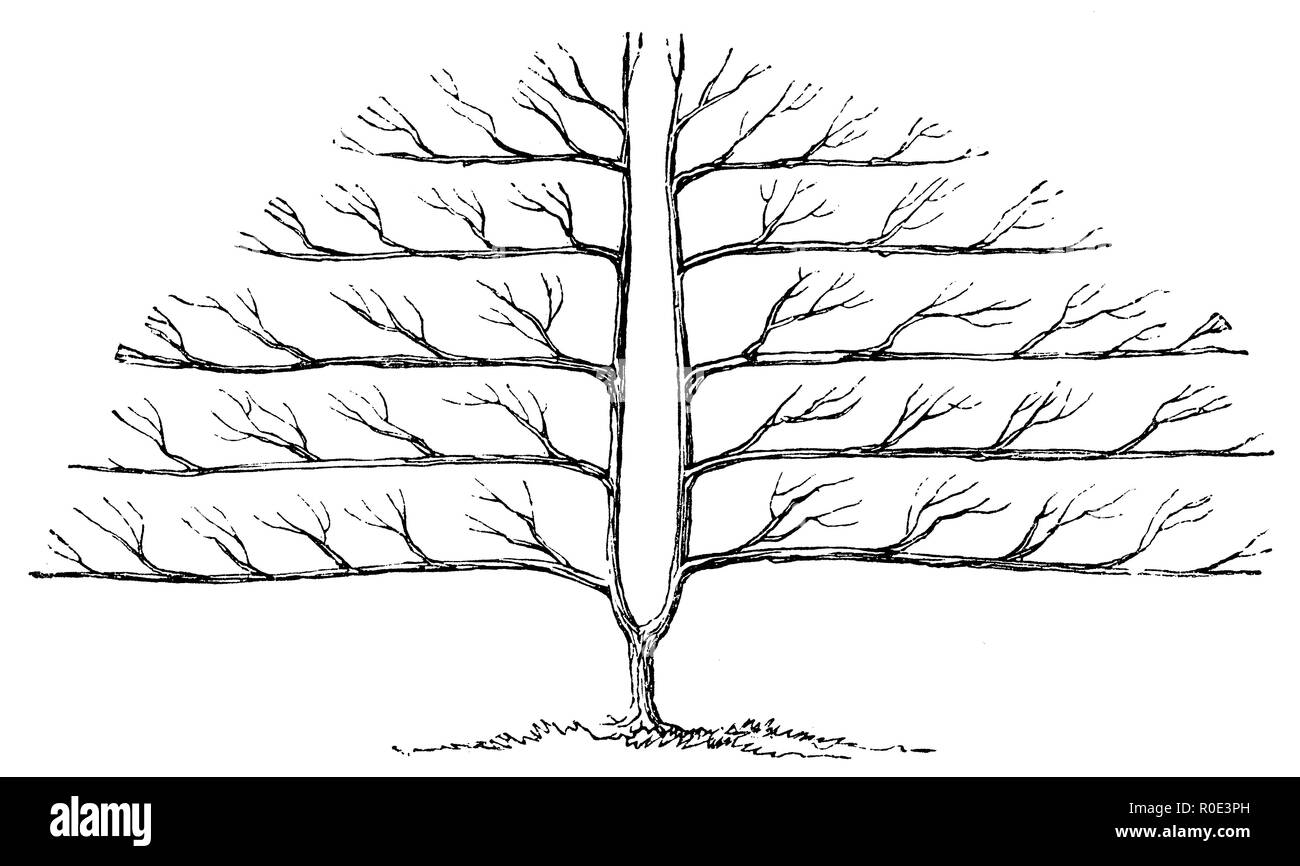 Palmette en U, 1877 Banque D'Images