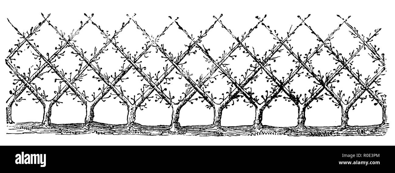 Cordon oblique comme couvrir la plantation, 1877 Banque D'Images