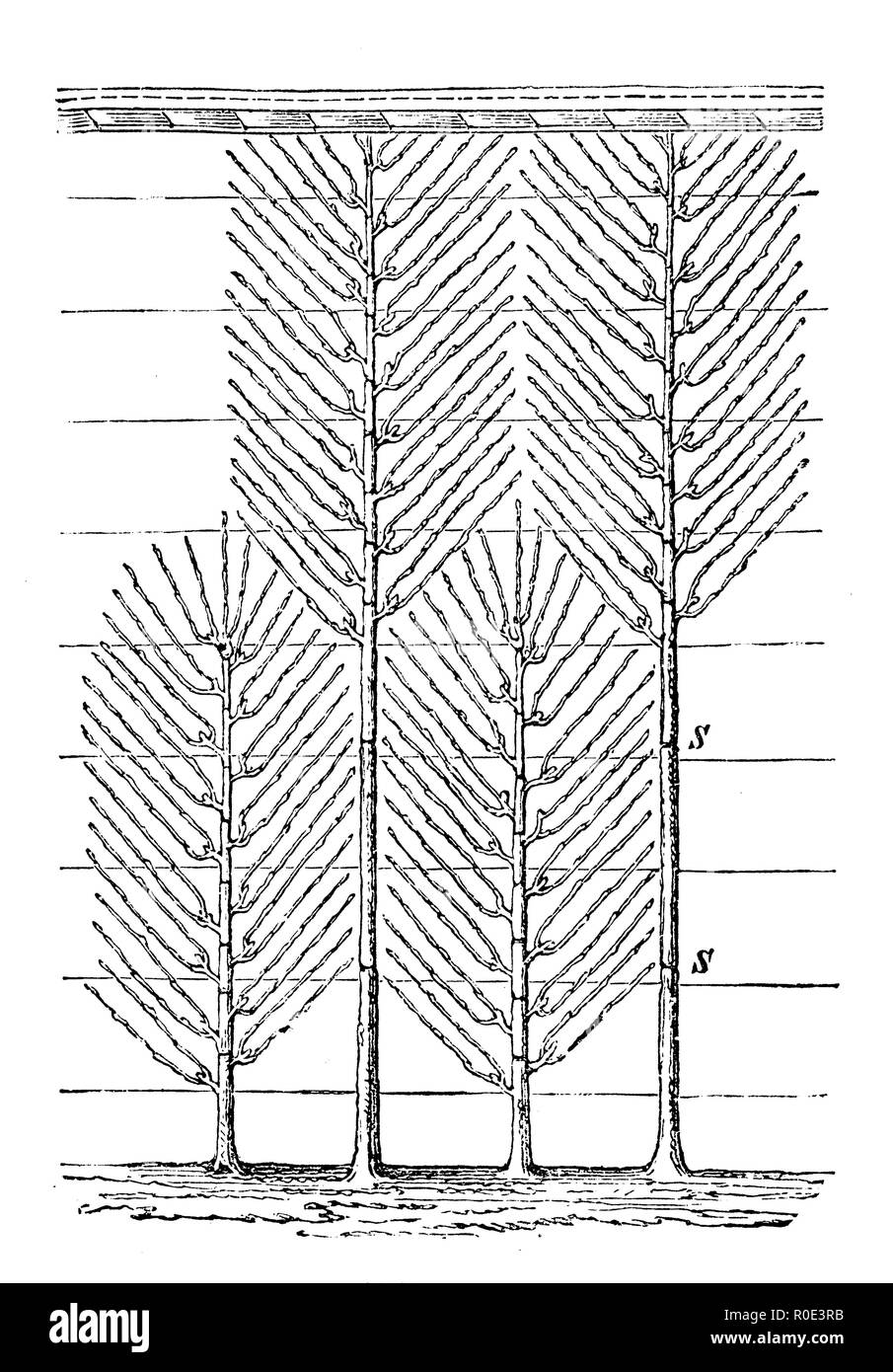 L'espalier arbres, Banque D'Images
