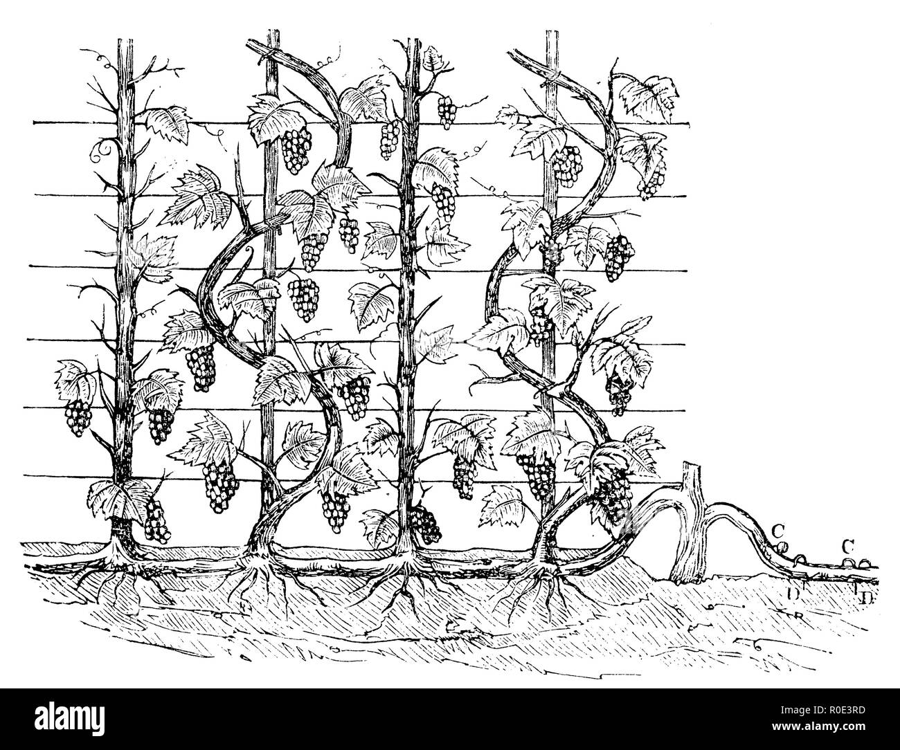 Comme une vigne cordon ondulé, 1877 Banque D'Images