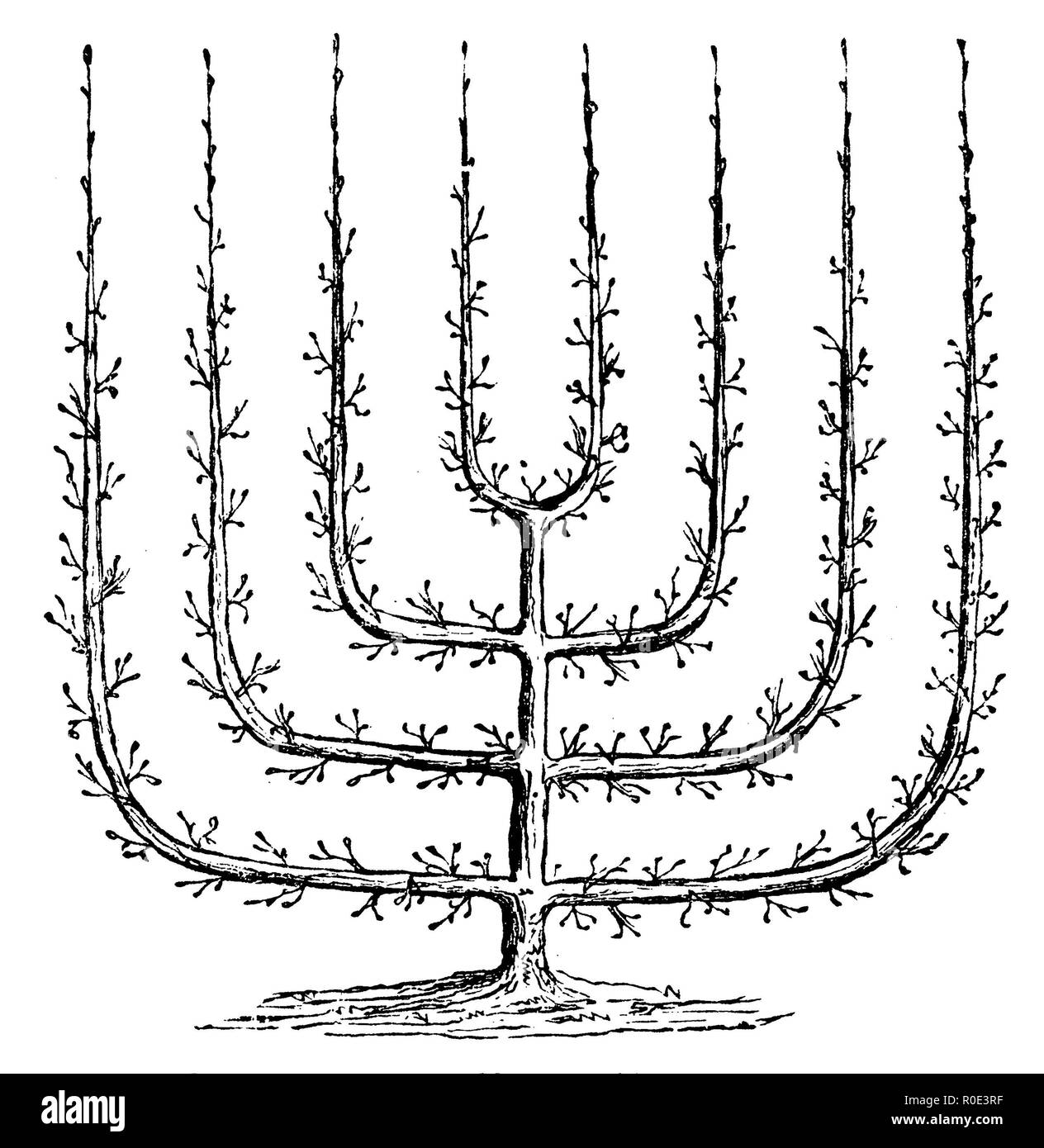 Palmette Verrier, 1877 Banque D'Images