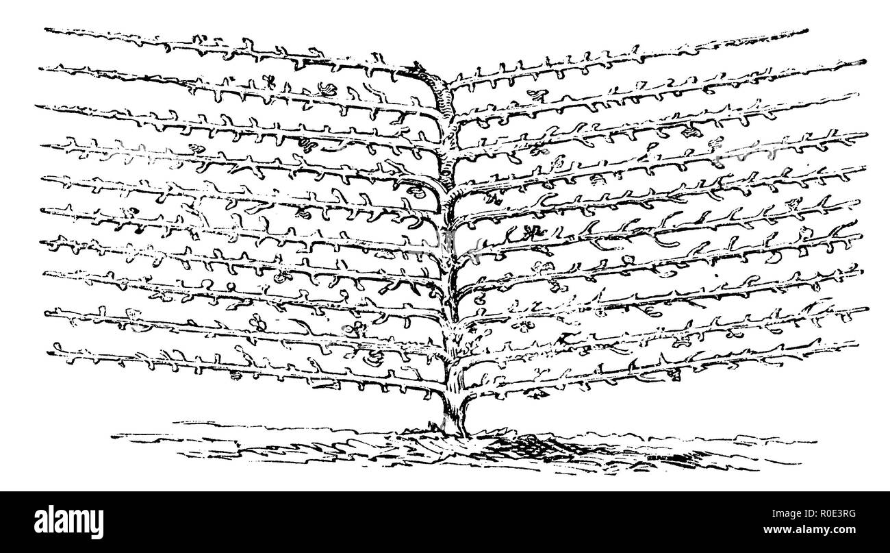 Arbre généalogique de treillis : Palmette, 1877 Banque D'Images