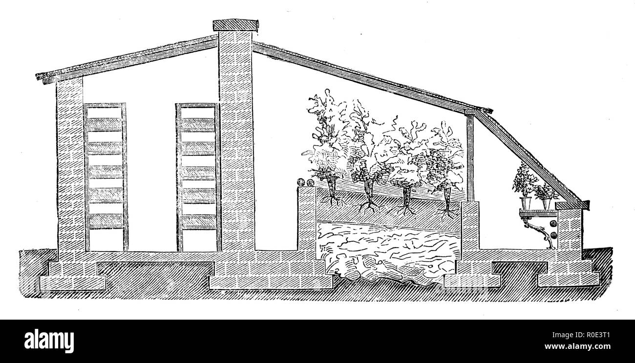 Obsttreiberei. Sous serre. La construction. Une usine combinée pour les champignons, les fraises et l'ananas, ou des fraises et framboises, groseilles, 1877 Banque D'Images
