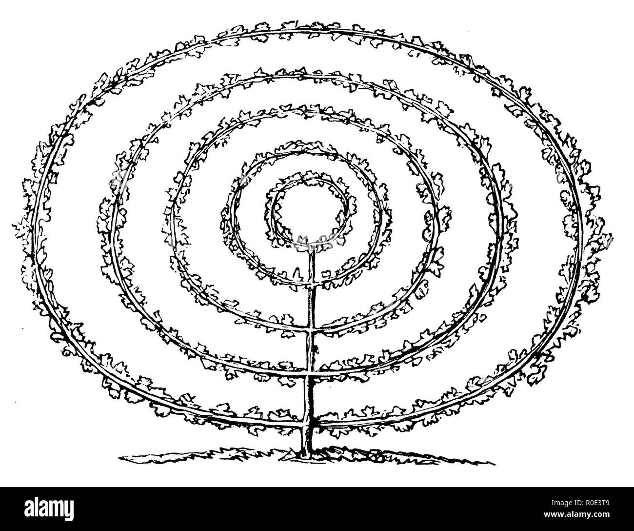Forme Circulaire palm, couture, 1883 Banque D'Images