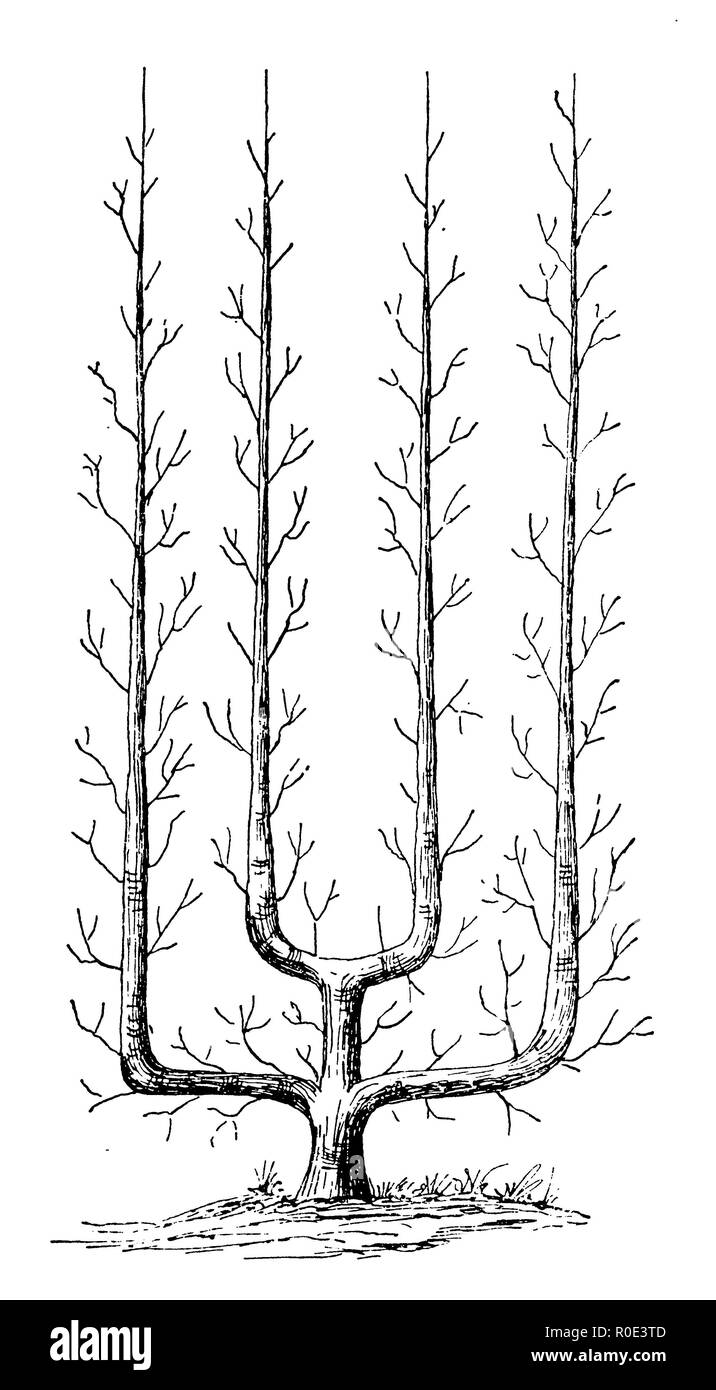 Arbre généalogique Trellis, palmette Verrier avec quatre bras, 1889 Banque D'Images