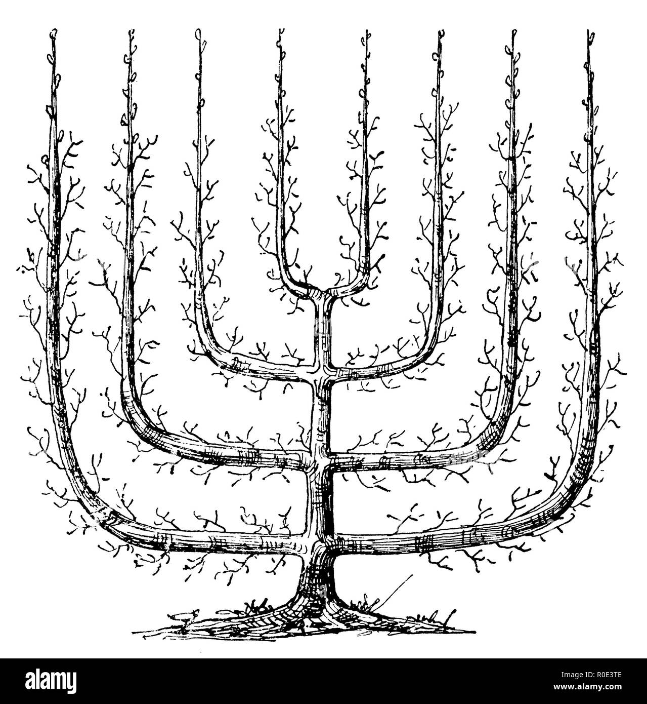 Arbre généalogique Trellis, palmette Verrier avec huit bras, 1889 Banque D'Images