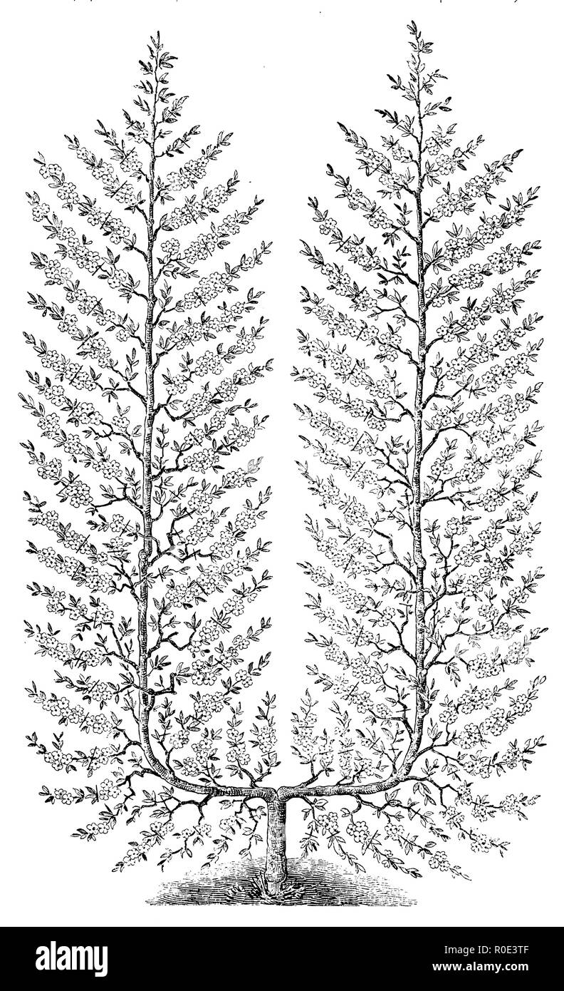 Peach Tree trellis, palmette, 1889 Banque D'Images