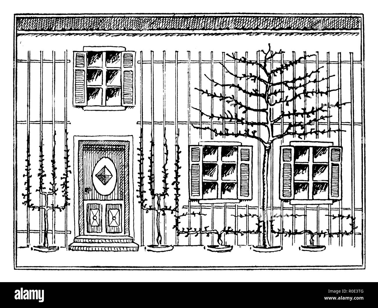 Trellis des fruits sur un mur de la maison, Carl Olof Petersen Banque D'Images