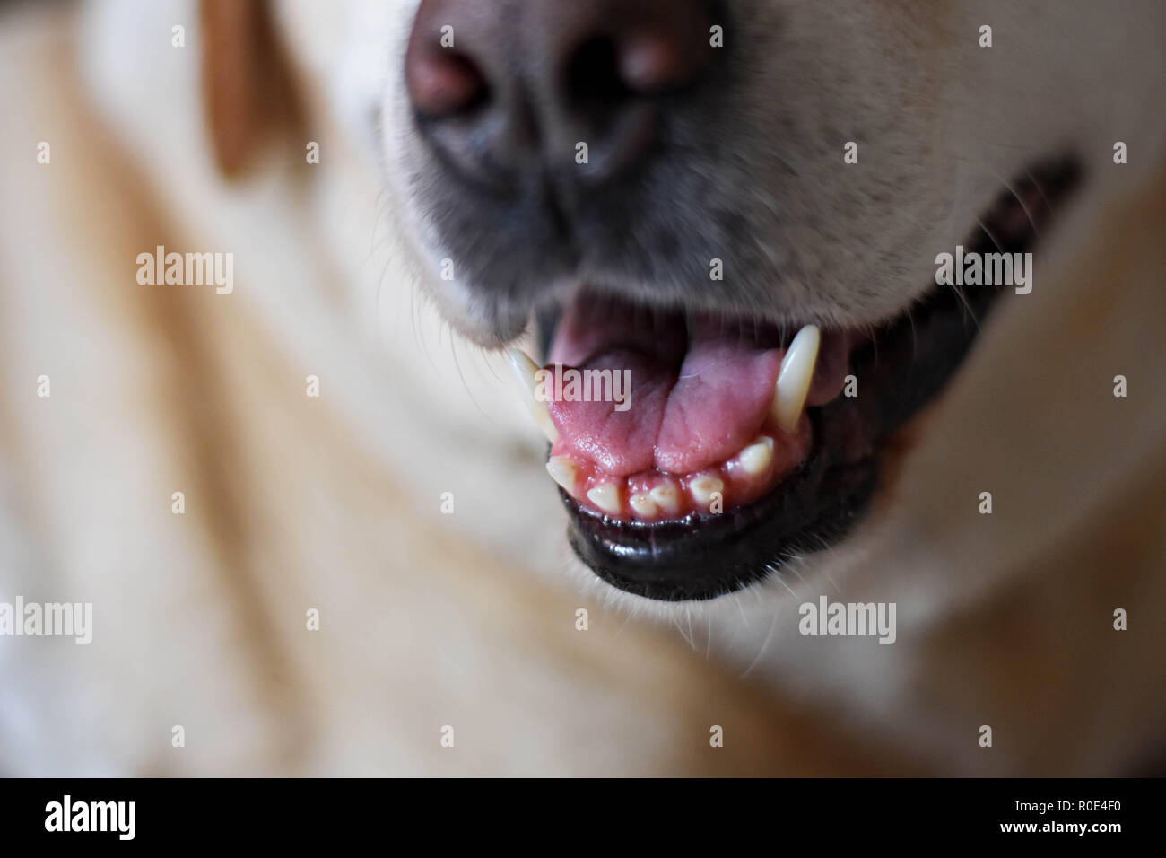 Gros plan du Labrador retriever dog-bouche ouverte, langue, avec l'arrière-plan flou Banque D'Images