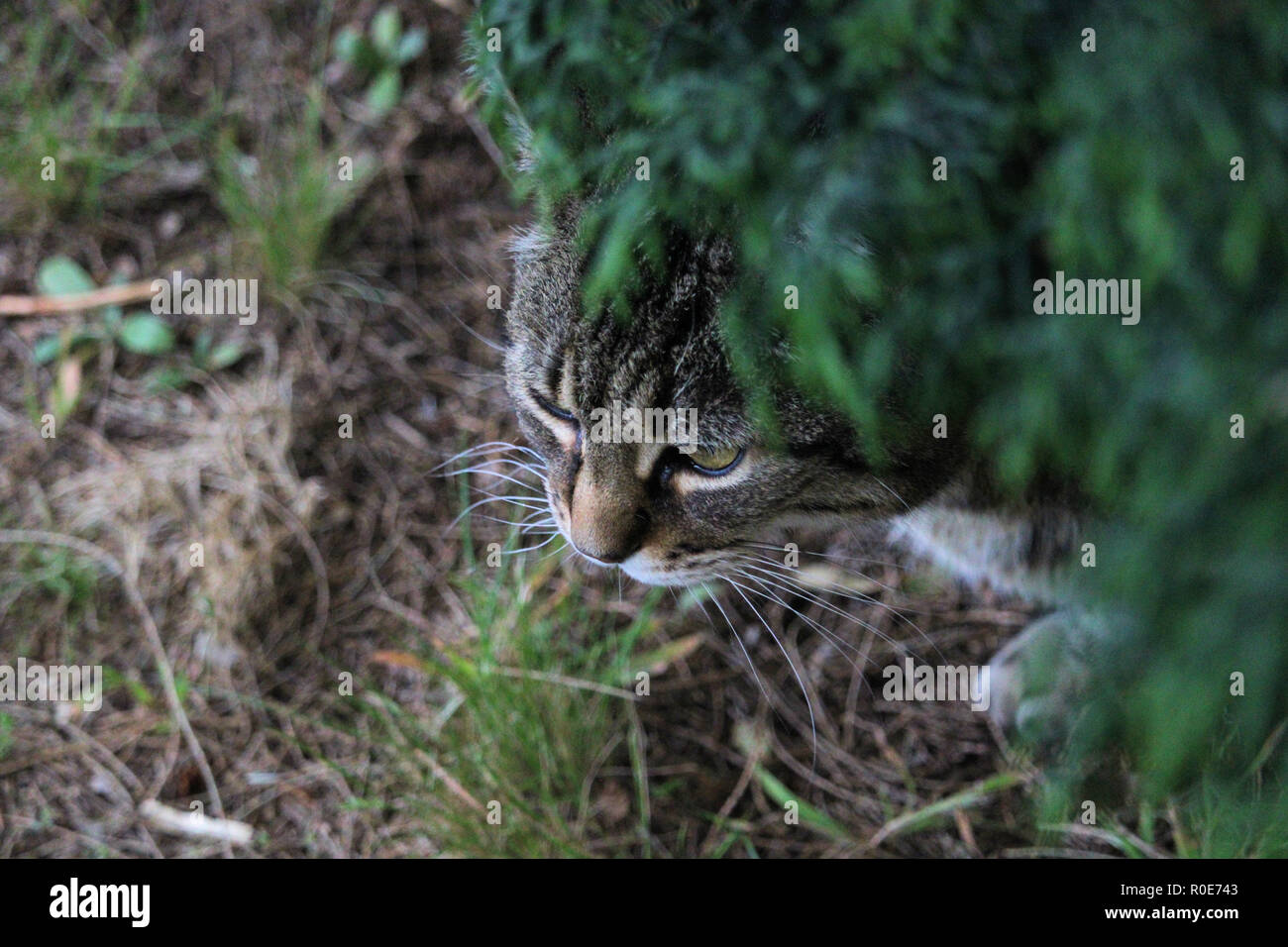 Chat dans les buissons Banque de photographies et d’images à haute