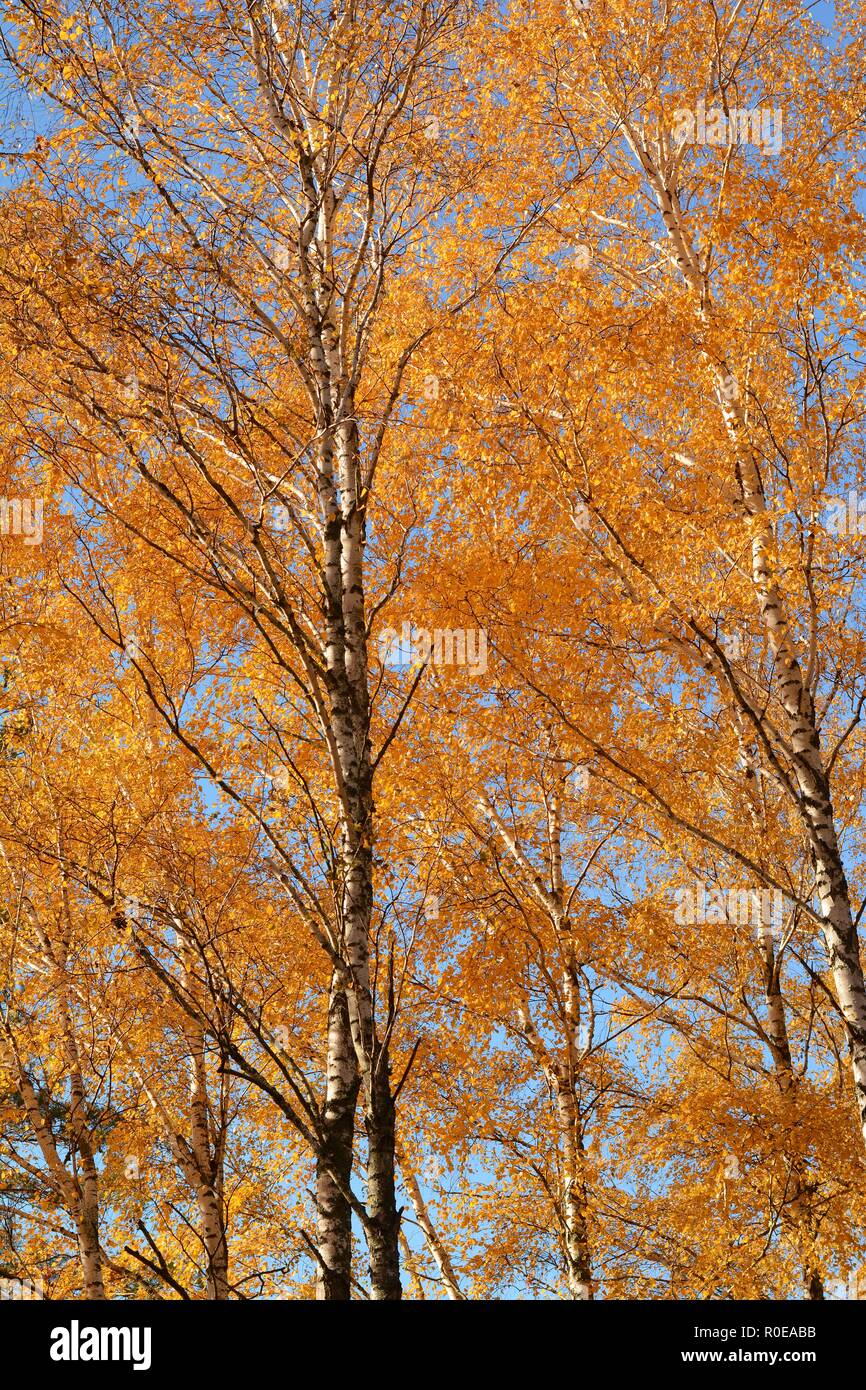 Bouleau jaune avec des feuilles à l'automne contre ciel bleu clair Banque D'Images