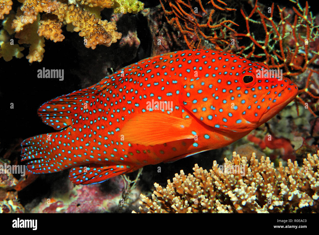 Le Mérou corail Cephalopholis miniatus (Cephalopholis miniata), l'Atoll, South-Male Maledive islands Banque D'Images