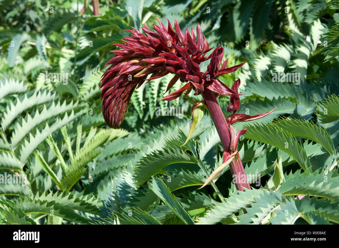 Sydney, Australie, fleur d'un grand géant melianthus ou miel bush fleurs Banque D'Images Sydney, Australie, fleur d'un grand géant melianthus ou miel bush fleurs Banque D'Images