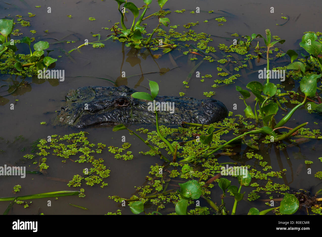 Un aligator dans l'écosystème fragile d'un marais de Louisiane, Bayou L'ours près de Thibodaux, en Louisiane. Banque D'Images
