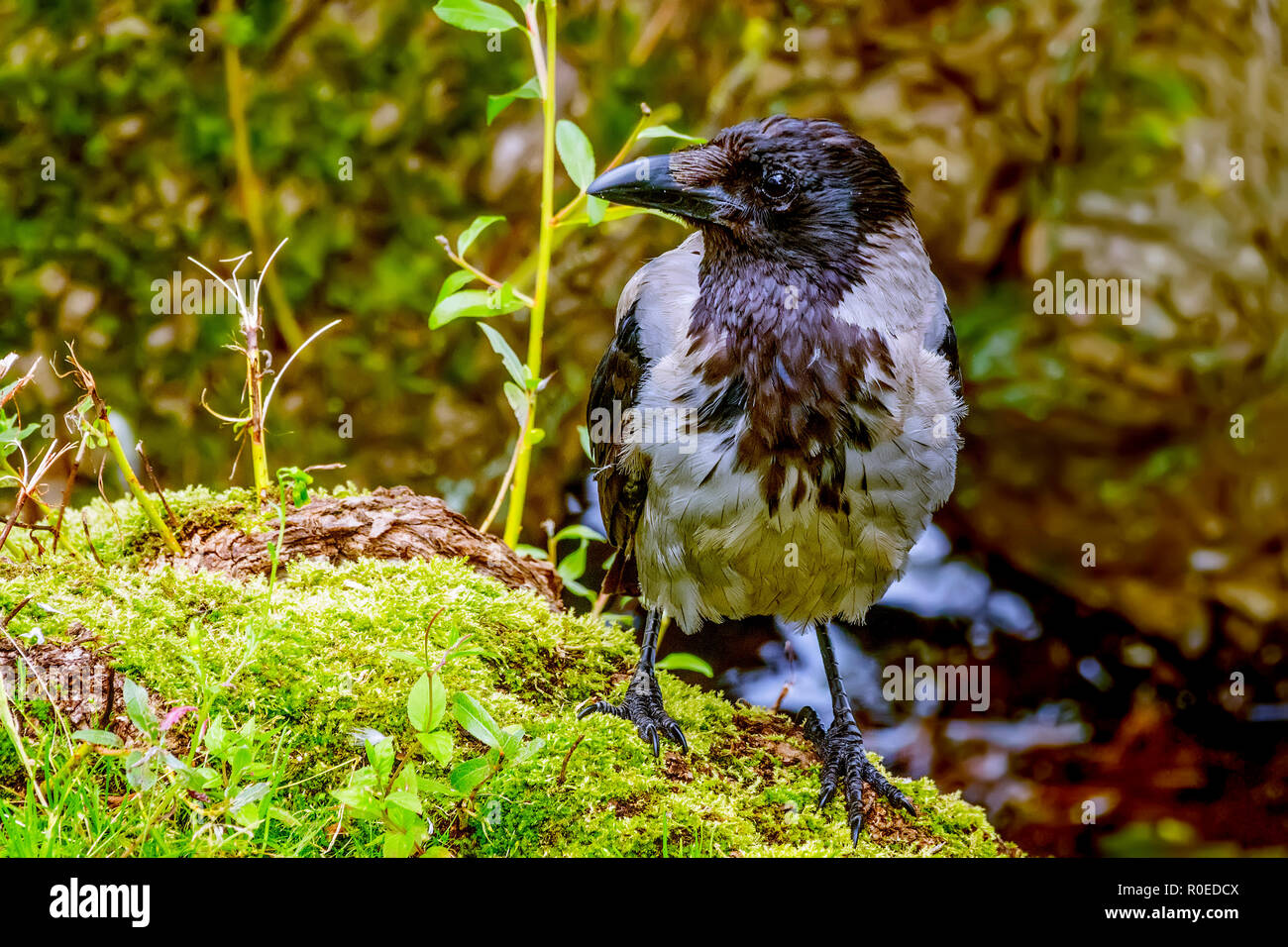 Hooded Crow (Corvus corone cornix) Stavanger, Norvège Banque D'Images