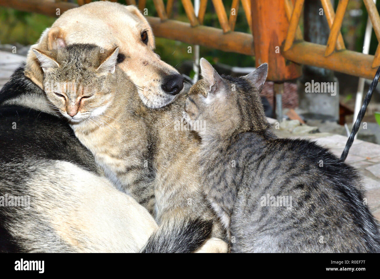 Cartes Postales Chat Et Chien - 3 Cartes Identiques "meilleurs Amis", Impression Brillante, éco-responsable !