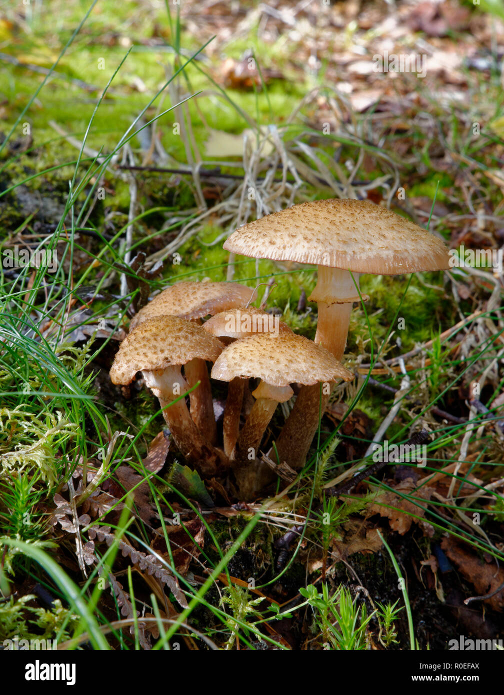 Miel foncé - champignon Armillaria ostoyae Grappe de bois enterré Banque D'Images