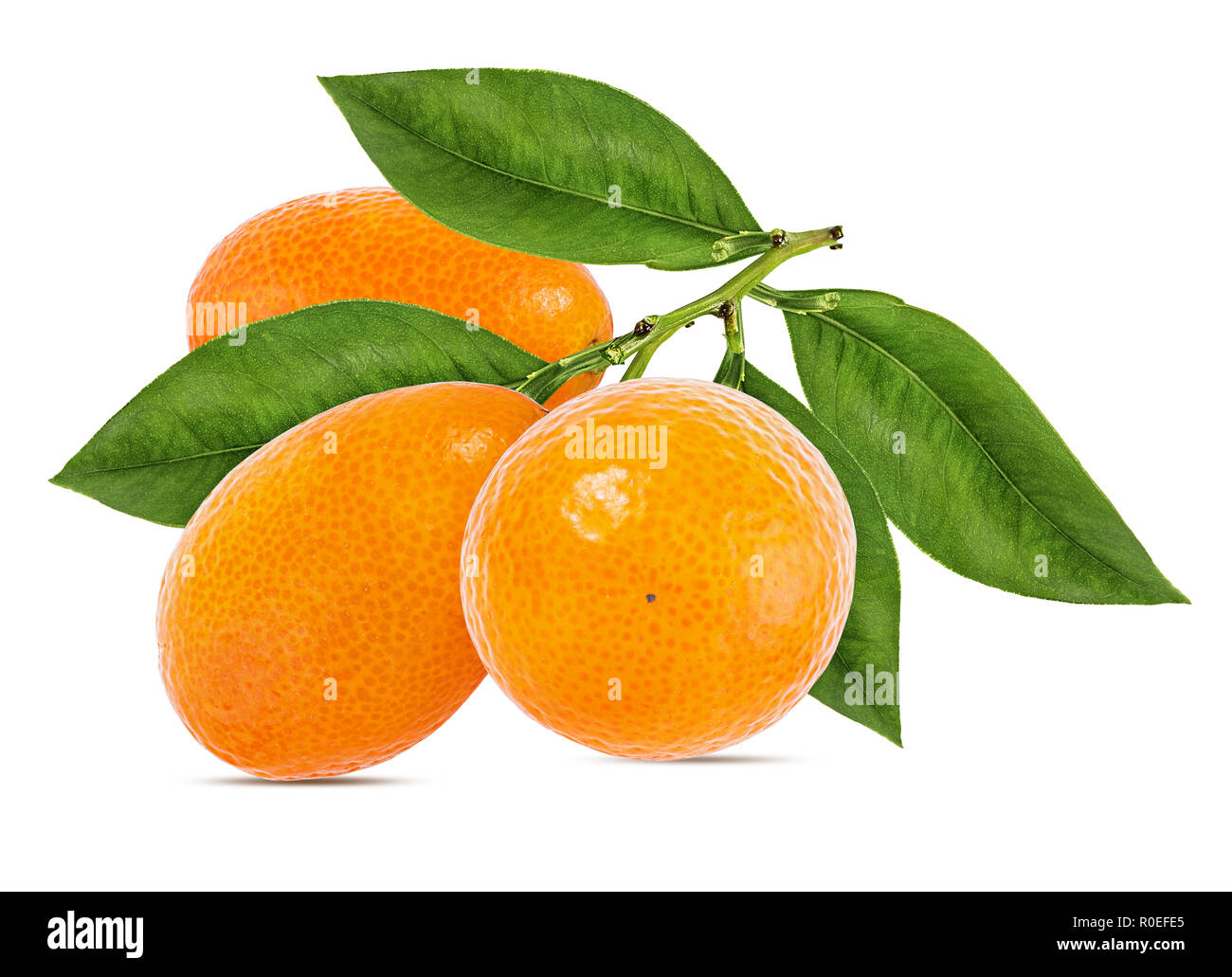 Kumquat isolé sur fond blanc Banque D'Images