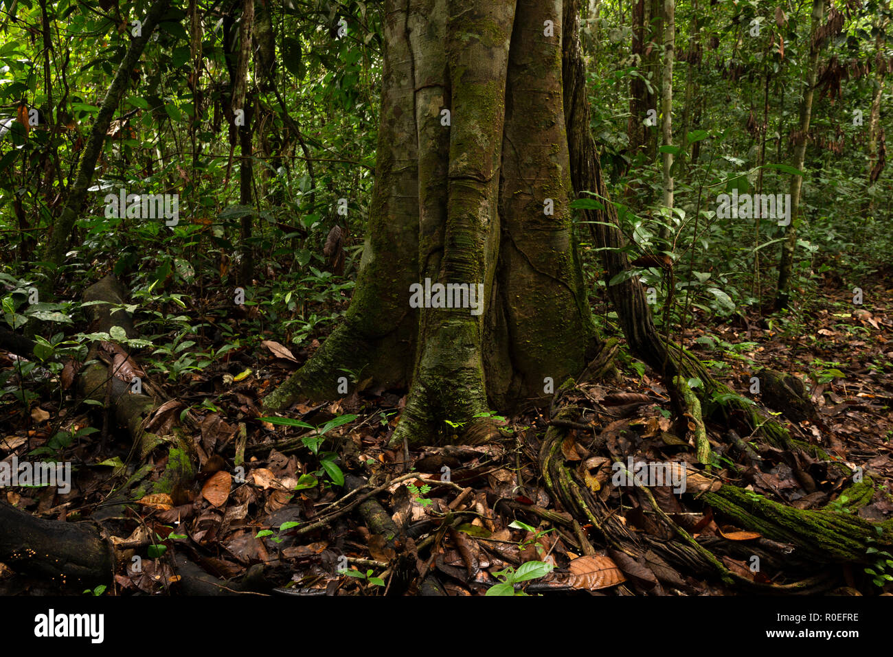 L'intérieur de la forêt amazonienne Cristalino à réserver, l'Amazonie, Brésil Banque D'Images