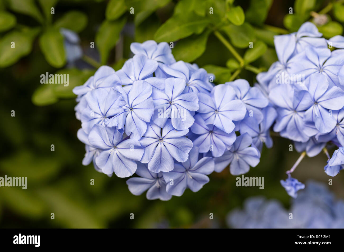 Gros plan de Plumbago Auriculata / Cape Ledwort floraison dans un jardin anglais, Angleterre, Royaume-Uni Banque D'Images