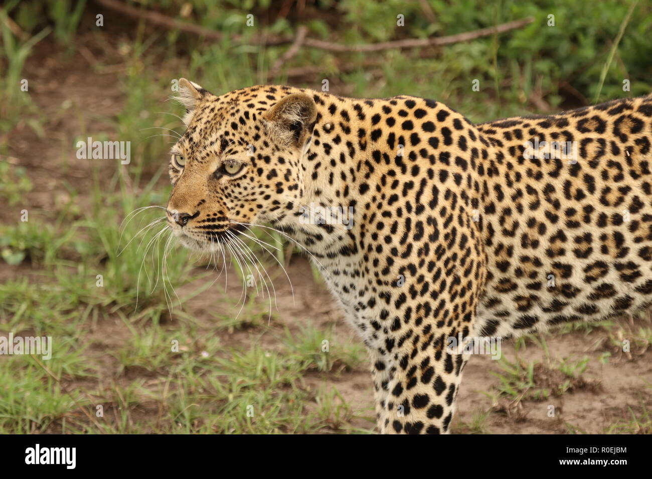 Ein Leopard en Ouganda, Nationalpark Queen-Elizabeth Afrika Banque D'Images