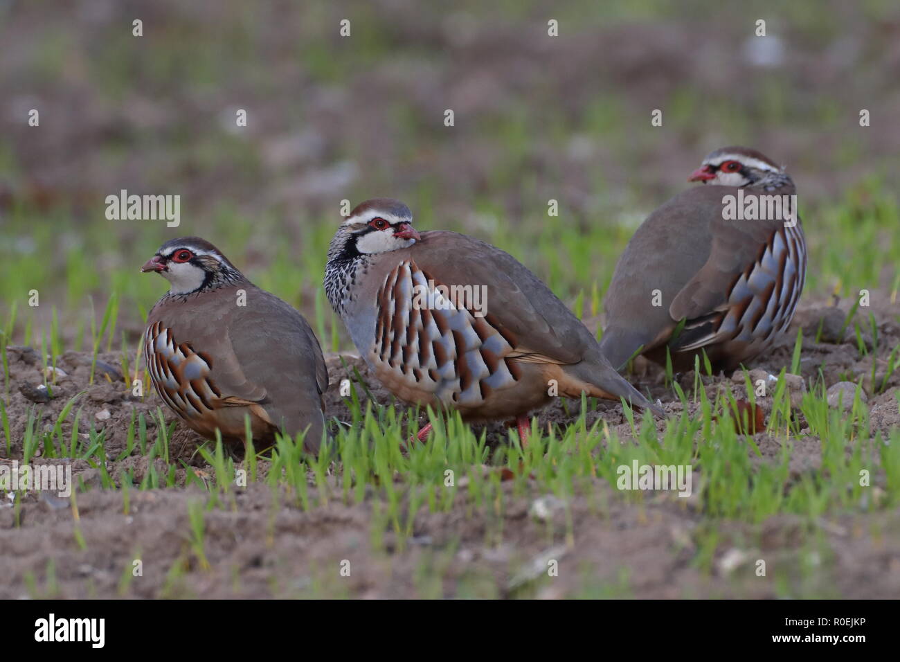 Red-legged Partridge Banque D'Images