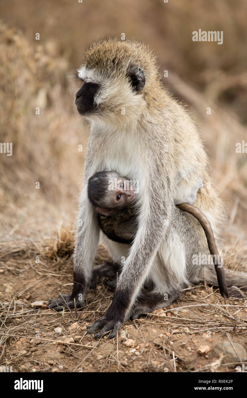 Les singes vervet - mère et c'est nouveau-né - dans Serfengeti, Tanzania Banque D'Images