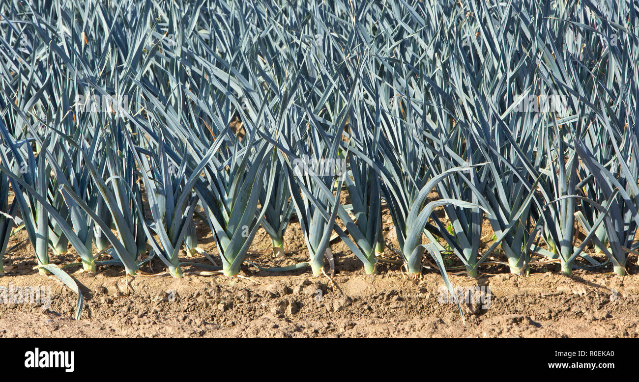 Une saucisse végétarienne traditionnelle galloise 'poireau' légumes à maturité en champ. Banque D'Images