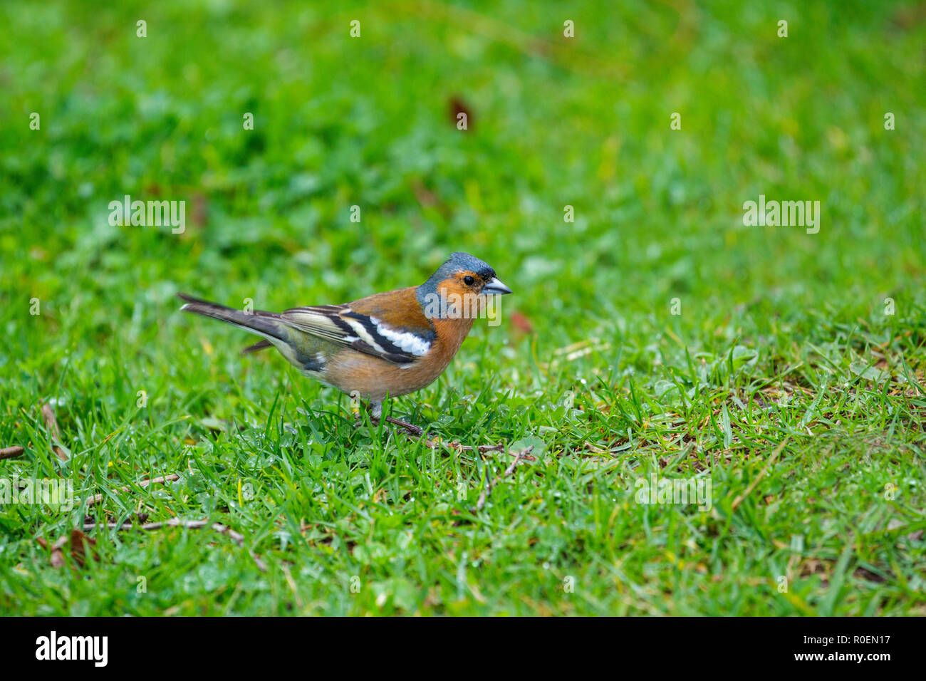 Common Chaffinch Fringilla coelebs Jardin botanique de Kirstenbosch, Cape Town, Afrique du Sud 5 septembre 2018 des profils Fringillidae Banque D'Images