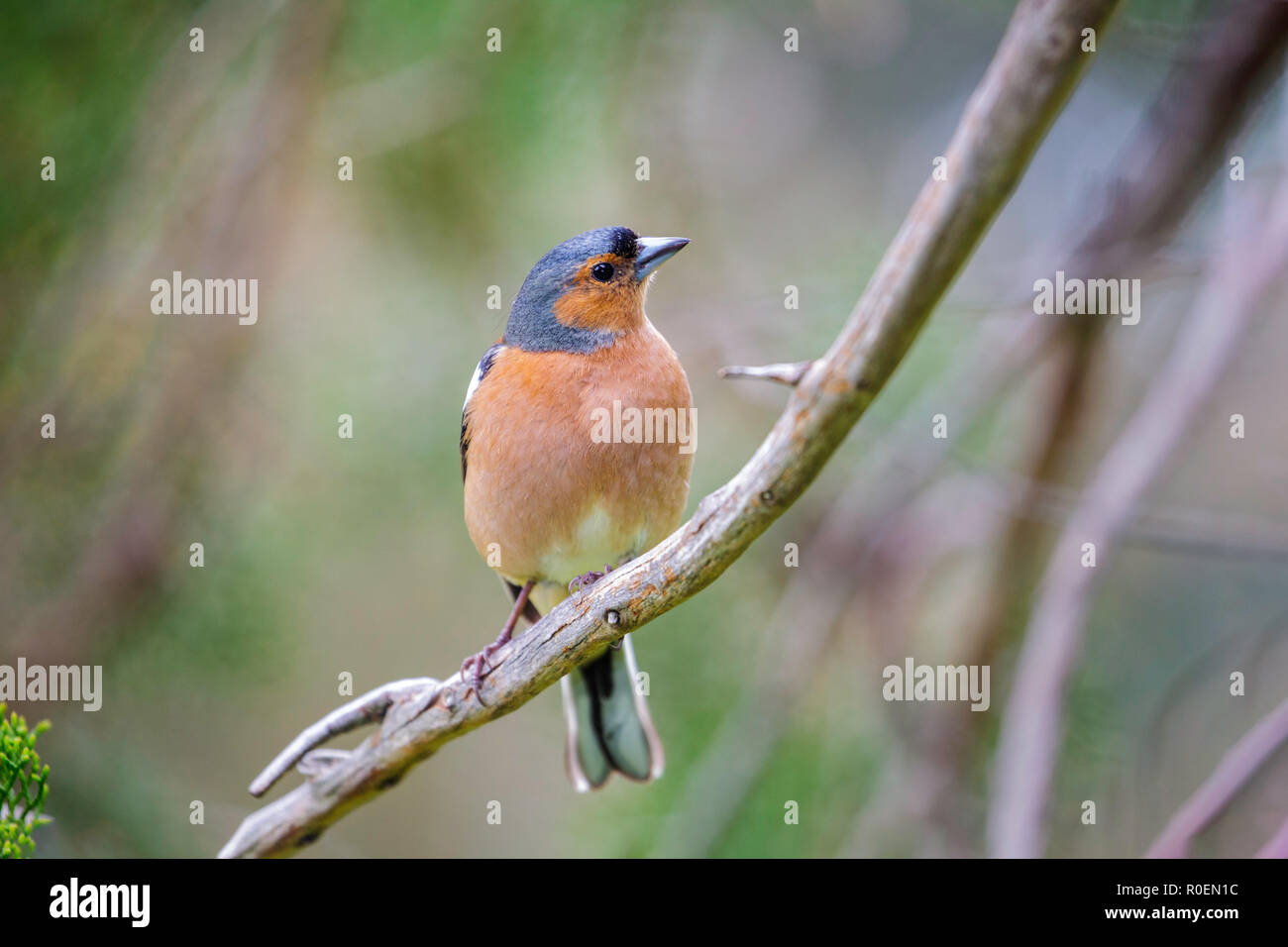 Common Chaffinch Fringilla coelebs Jardin botanique de Kirstenbosch, Cape Town, Afrique du Sud 5 septembre 2018 des profils Fringillidae Banque D'Images