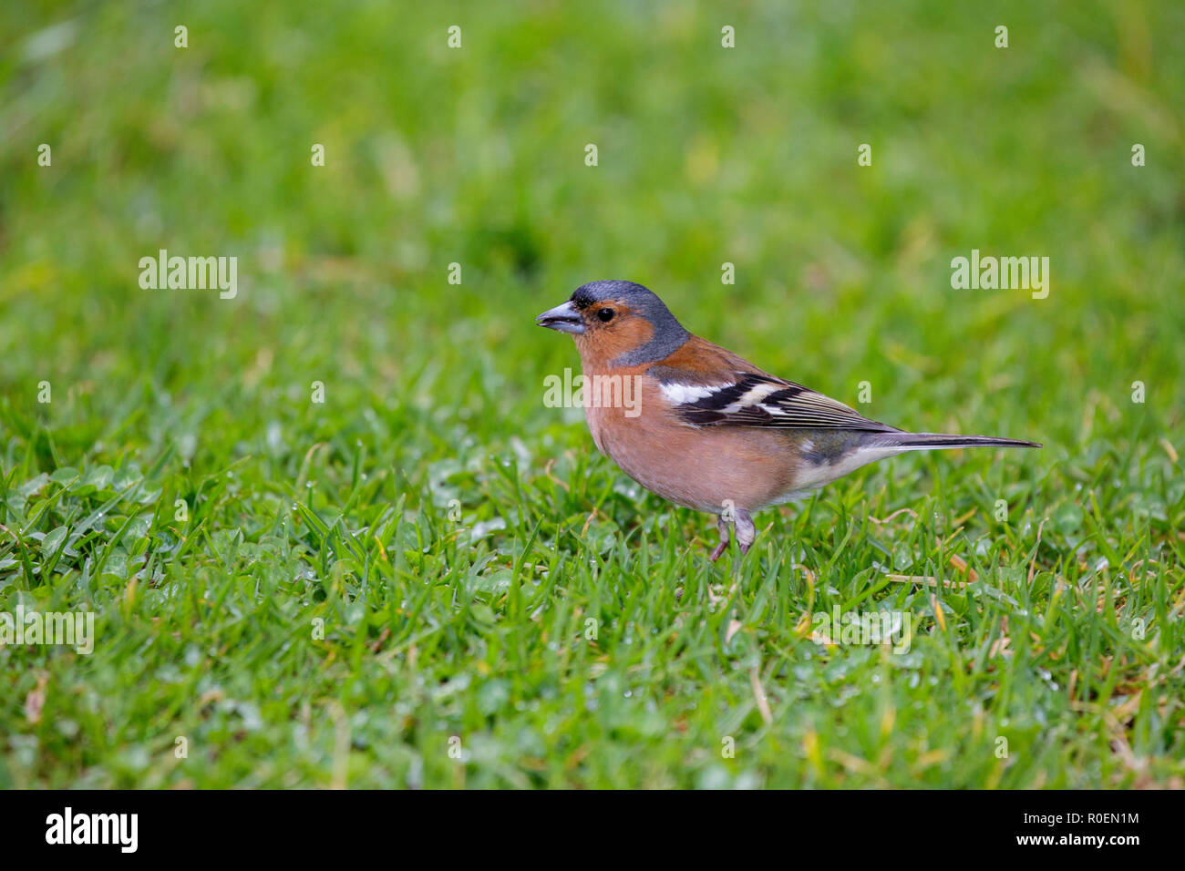 Common Chaffinch Fringilla coelebs Jardin botanique de Kirstenbosch, Cape Town, Afrique du Sud 5 septembre 2018 des profils Fringillidae Banque D'Images
