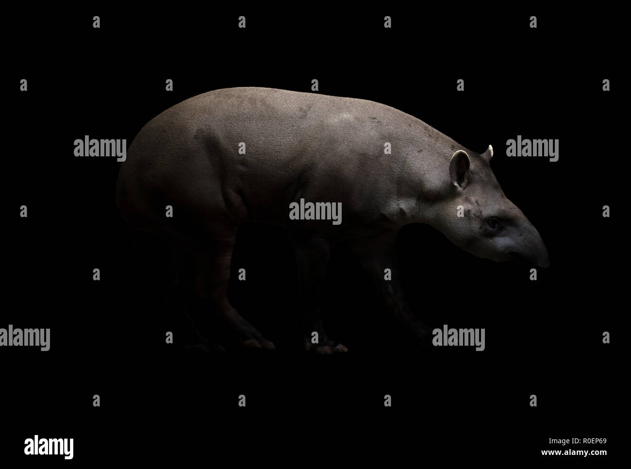 Tapir brésilien marcher dans l'obscurité Banque D'Images